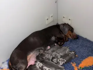 Miniature Dachshund dogs Stunning Dachshunds - Advert 12