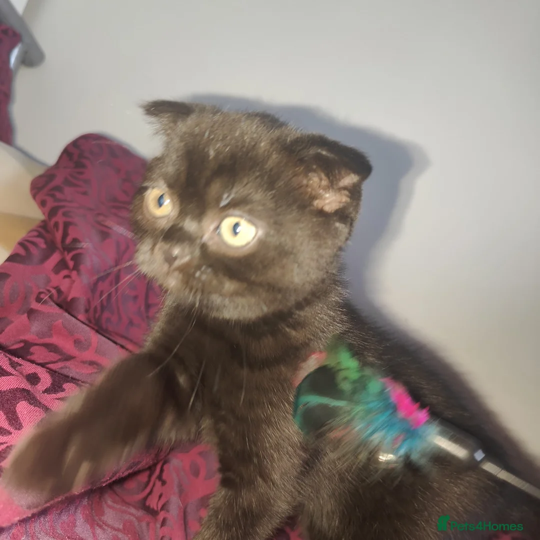 Scottish Fold cats for sale: 3 beautiful kittens - Advert 9