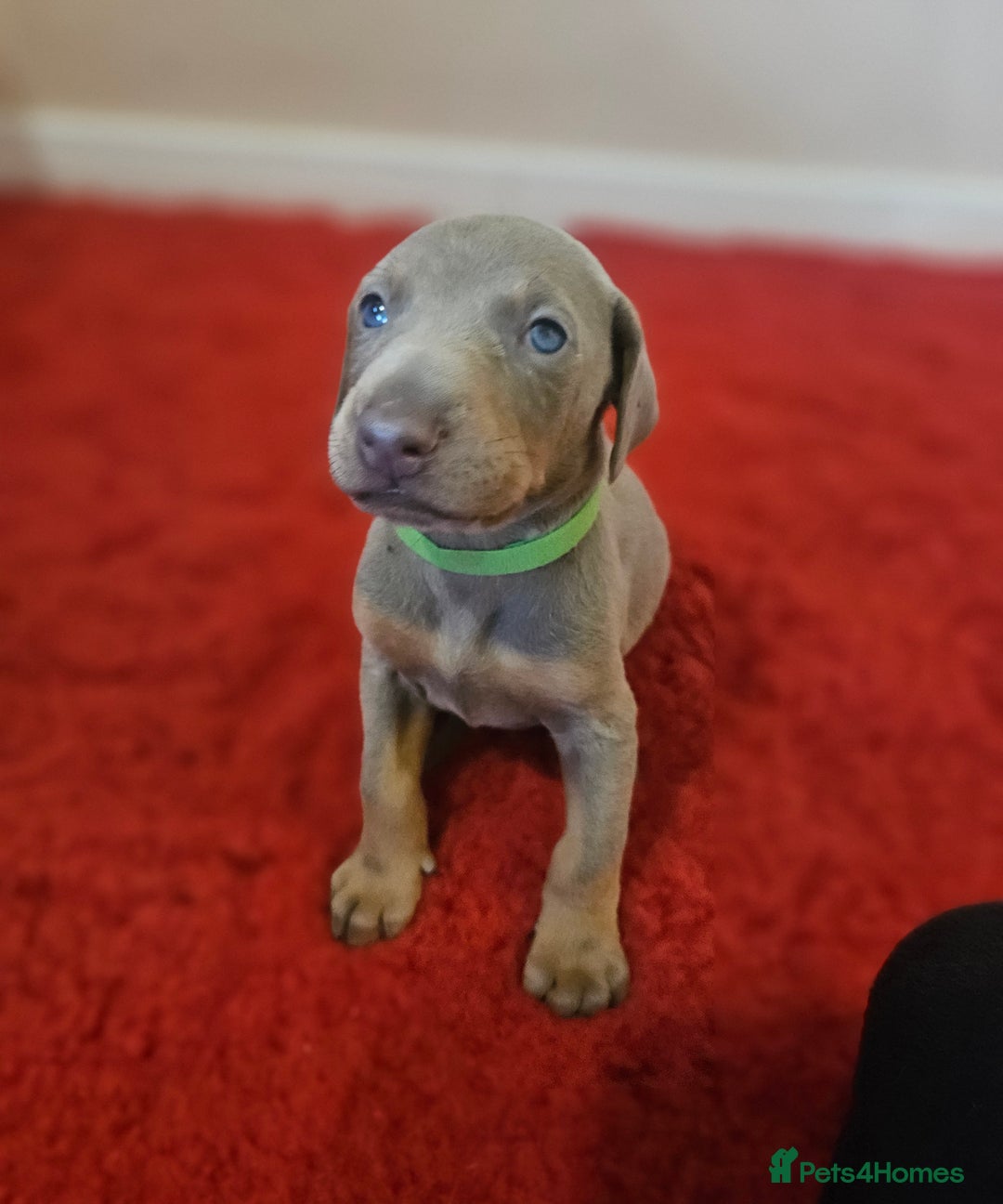 Dobermann dogs for sale: Stunning Female Ready for Lifelong Home  - Advert 20