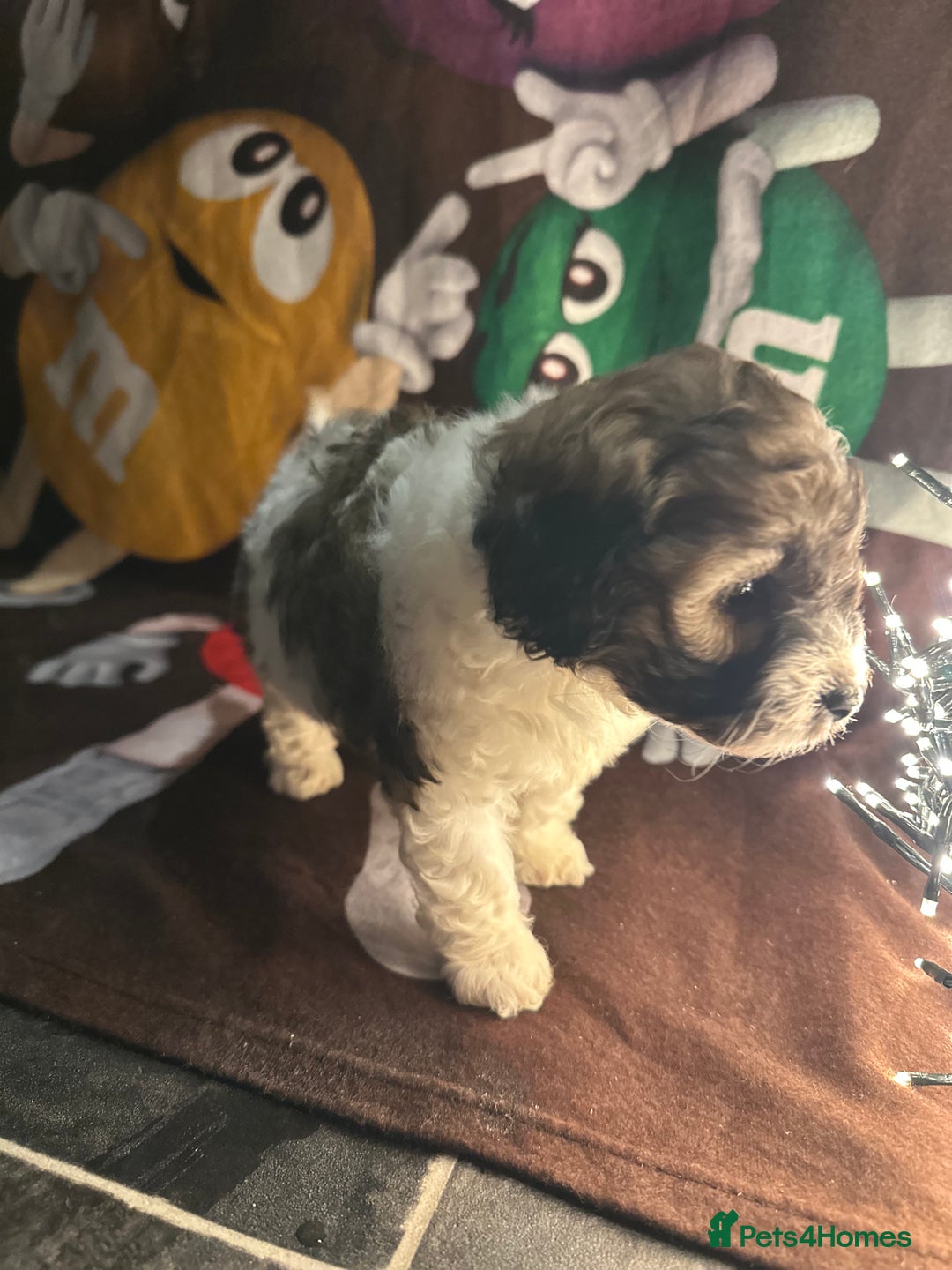 Cavapoo dogs for sale: Beautiful Rare F1b Cavapoos  - Advert 19