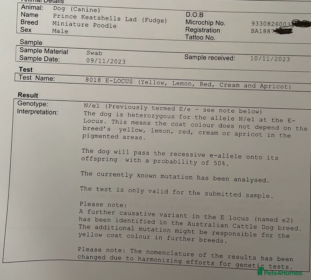 Miniature Poodle dogs for stud: Kc chocolate miniature poodle in Wakefield - Advert 16