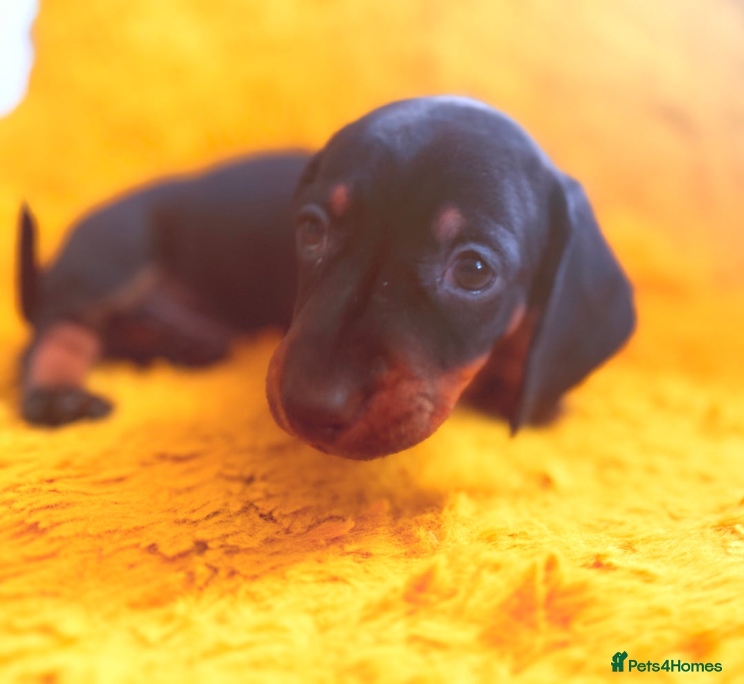 Dachshund dogs for sale: dachshund puppies  - Image 11