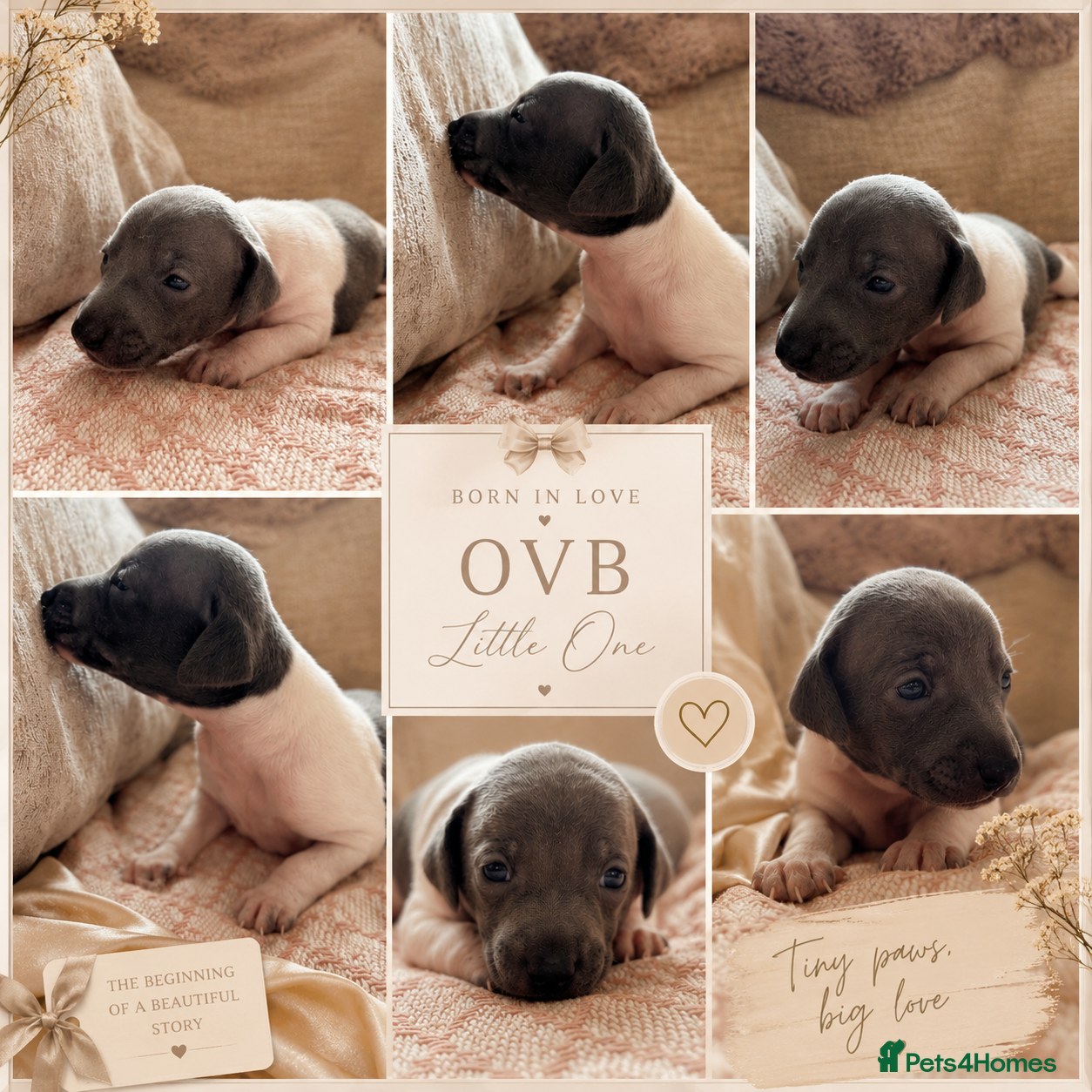Italian Greyhound dogs 🤍Outstanding Italian Greyhound litter🤍 - Advert 2