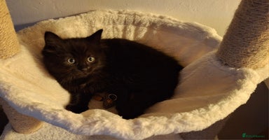 Ragdoll cats - Advert 5
