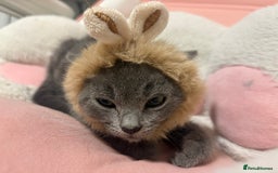 Russian Blue cats for sale: Russian Blue Boy  - Image 5