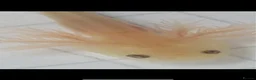 Axolotl reptiles for sale: Baby axolotls 4 months old  - Advert 3