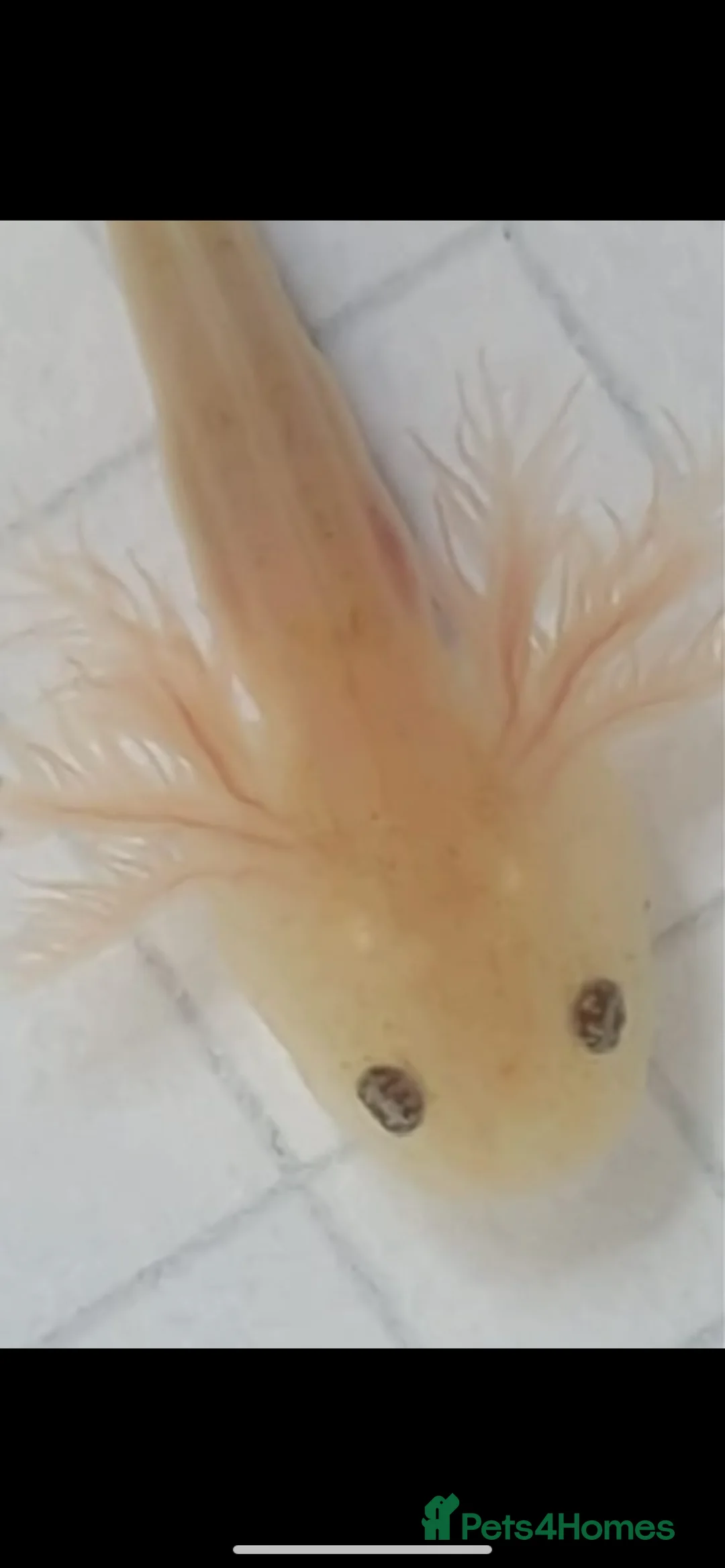 Axolotl reptiles for sale: Baby axolotls 4 months old  - Advert 3