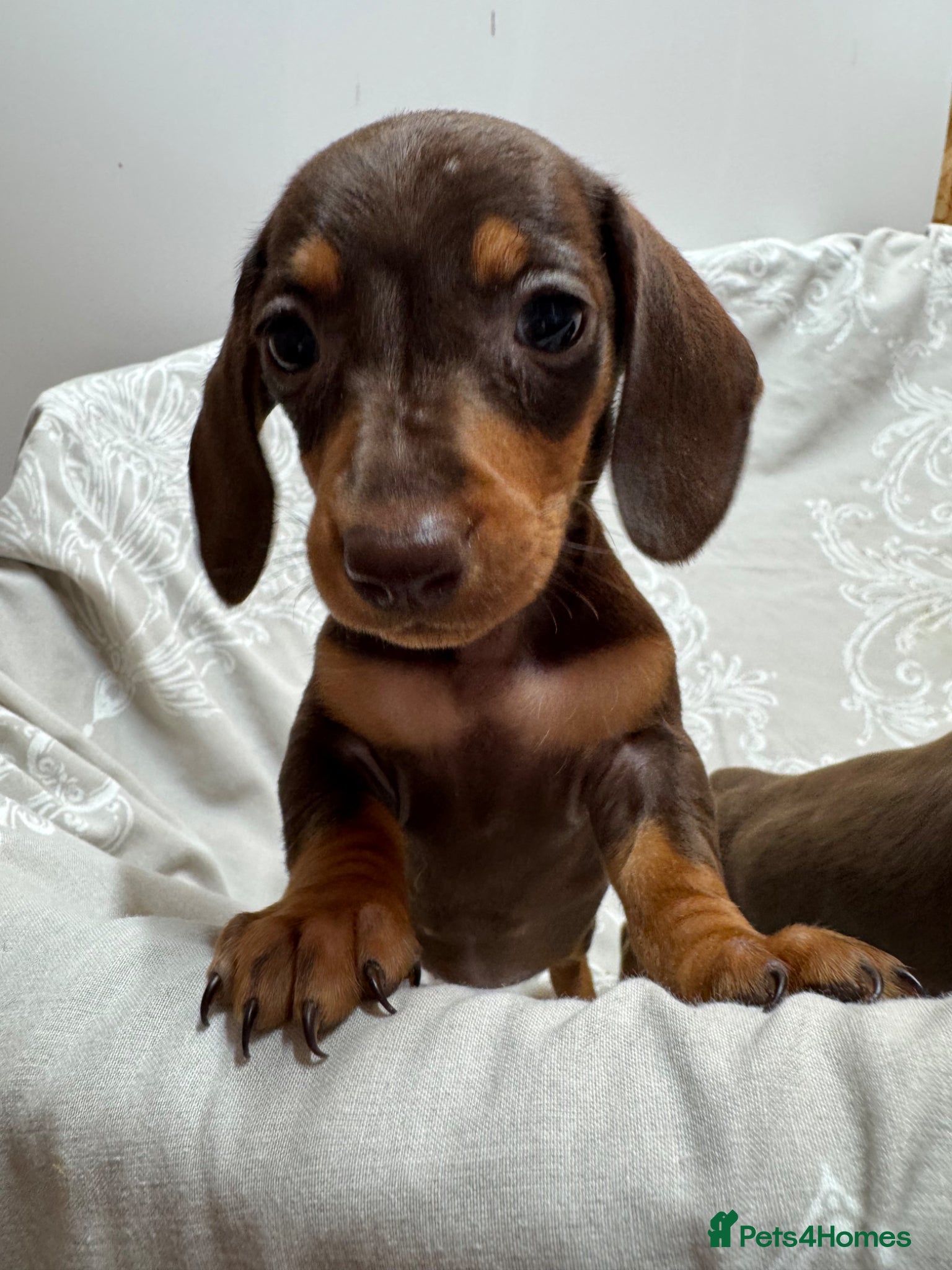 Miniature Dachshund dogs CHOCOLATE AND TAN GIRL PUPPY  - Advert 2