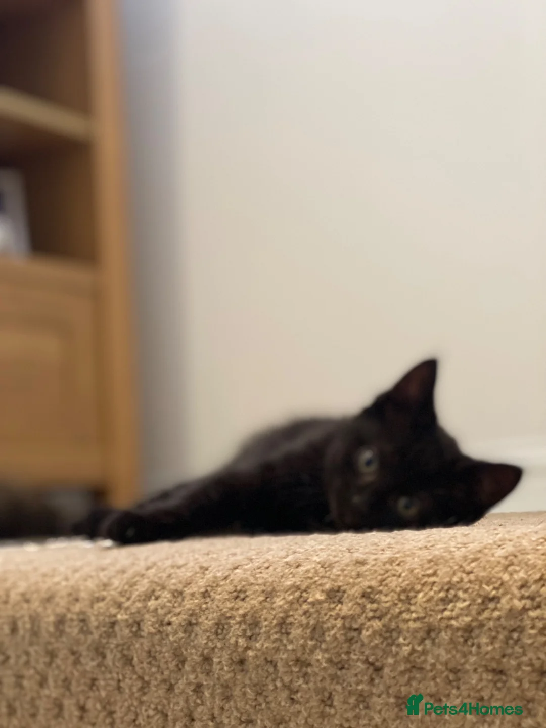 Mixed Breed cats for sale: Gorgeous black kitten - last one remaining  - Advert 9