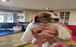 Welsh Springer Spaniel dogs for sale: Welsh Springer Spaniels - Image 5
