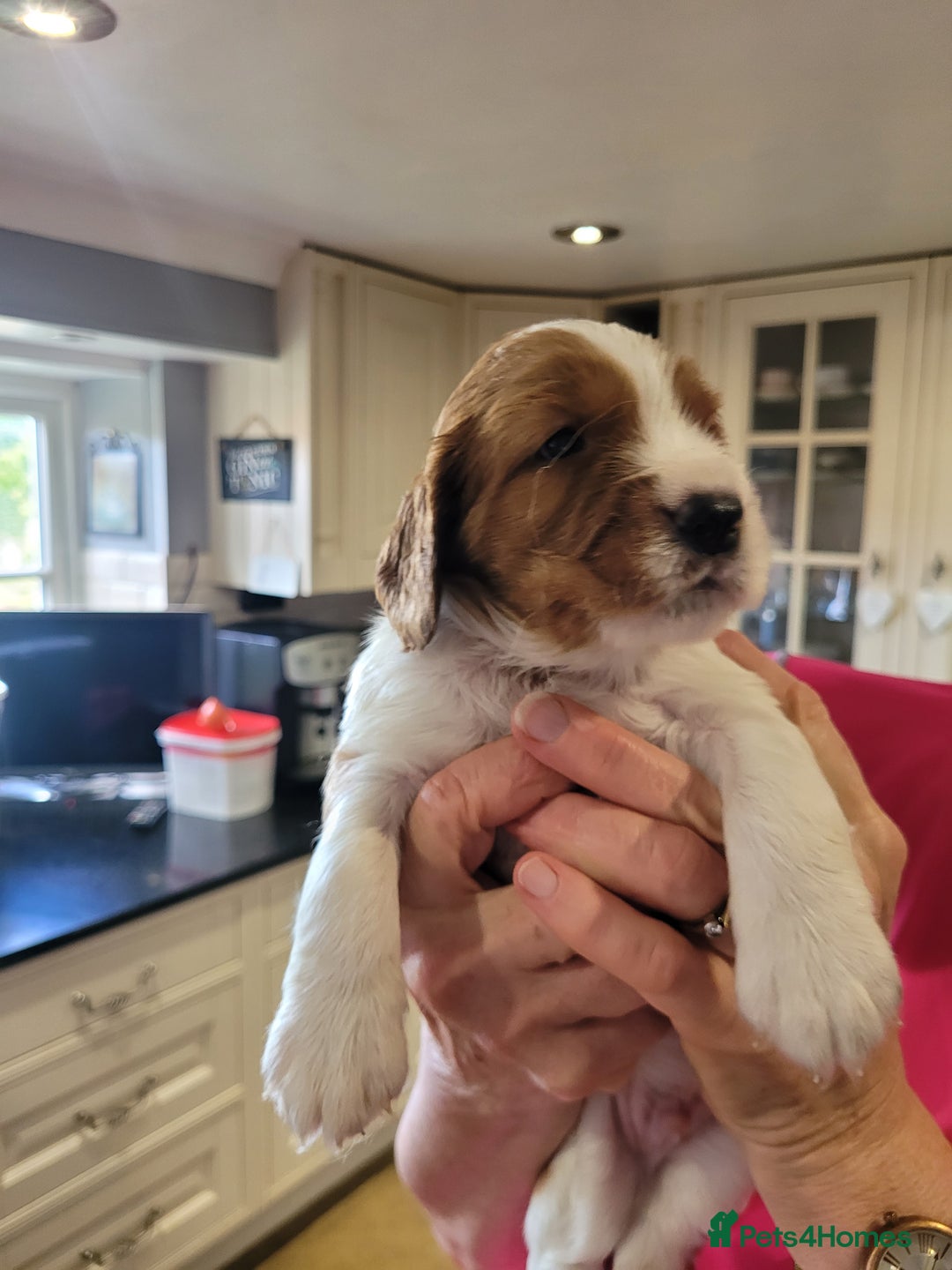Welsh Springer Spaniel dogs for sale: Welsh Springer Spaniels - Image 5