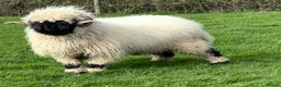 Sheep livestock for sale: Swiss Bred Valais Blacknose ewe Lamb - Advert 5