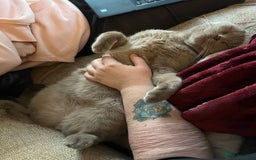 British Shorthair cats for sale: Adult British Shorthair for Sale - Image 2