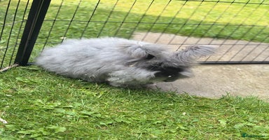 Angora rabbits - Advert 3