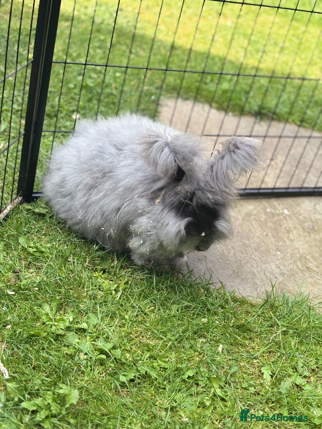 Angora rabbits for sale: female angora ready now  - Image 2