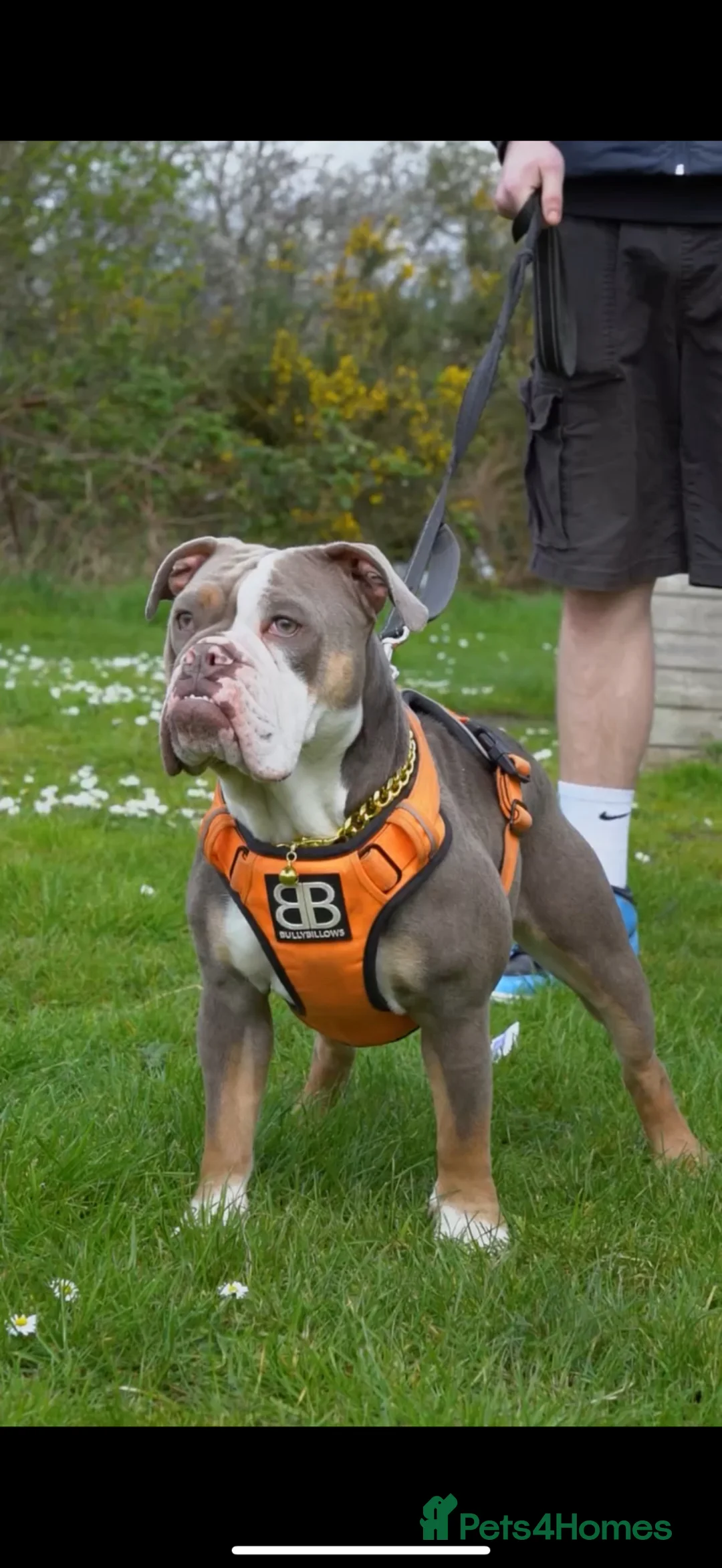 English Bulldog dogs for sale: English bulldogs PUPPIES NEBBR REGISTERED - Advert 2