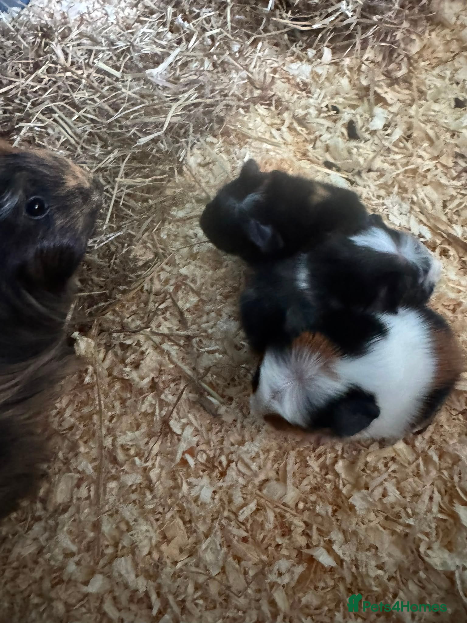 Guinea Pig rodents 3 baby guniea  - Advert 1
