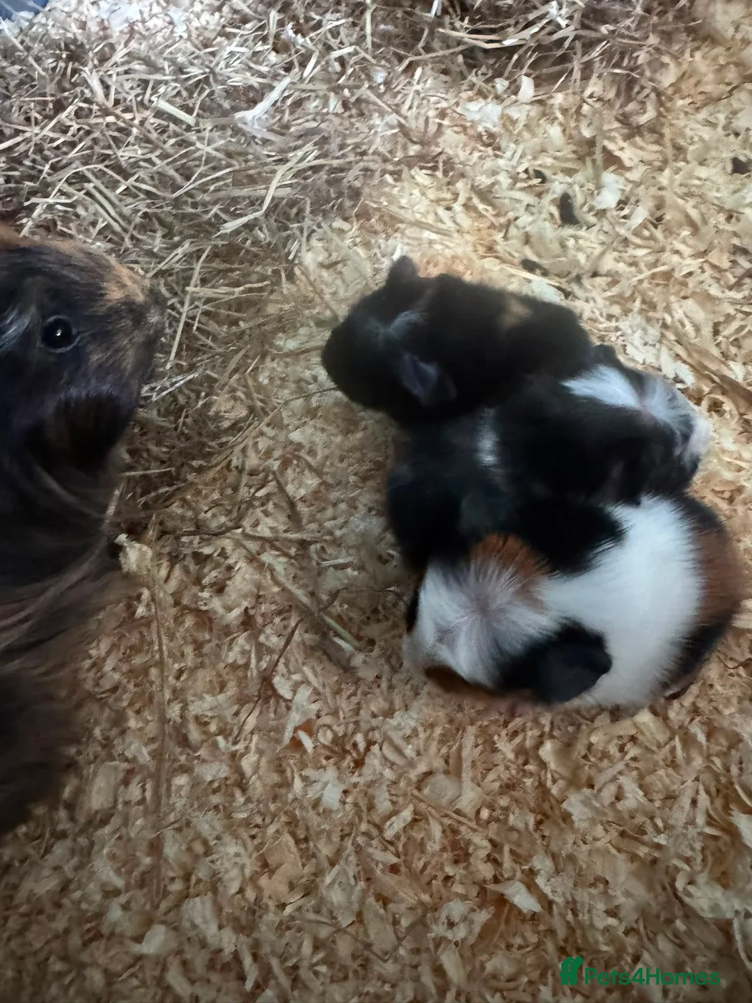 Guinea Pig rodents for sale: 3 baby guniea  - Advert 1