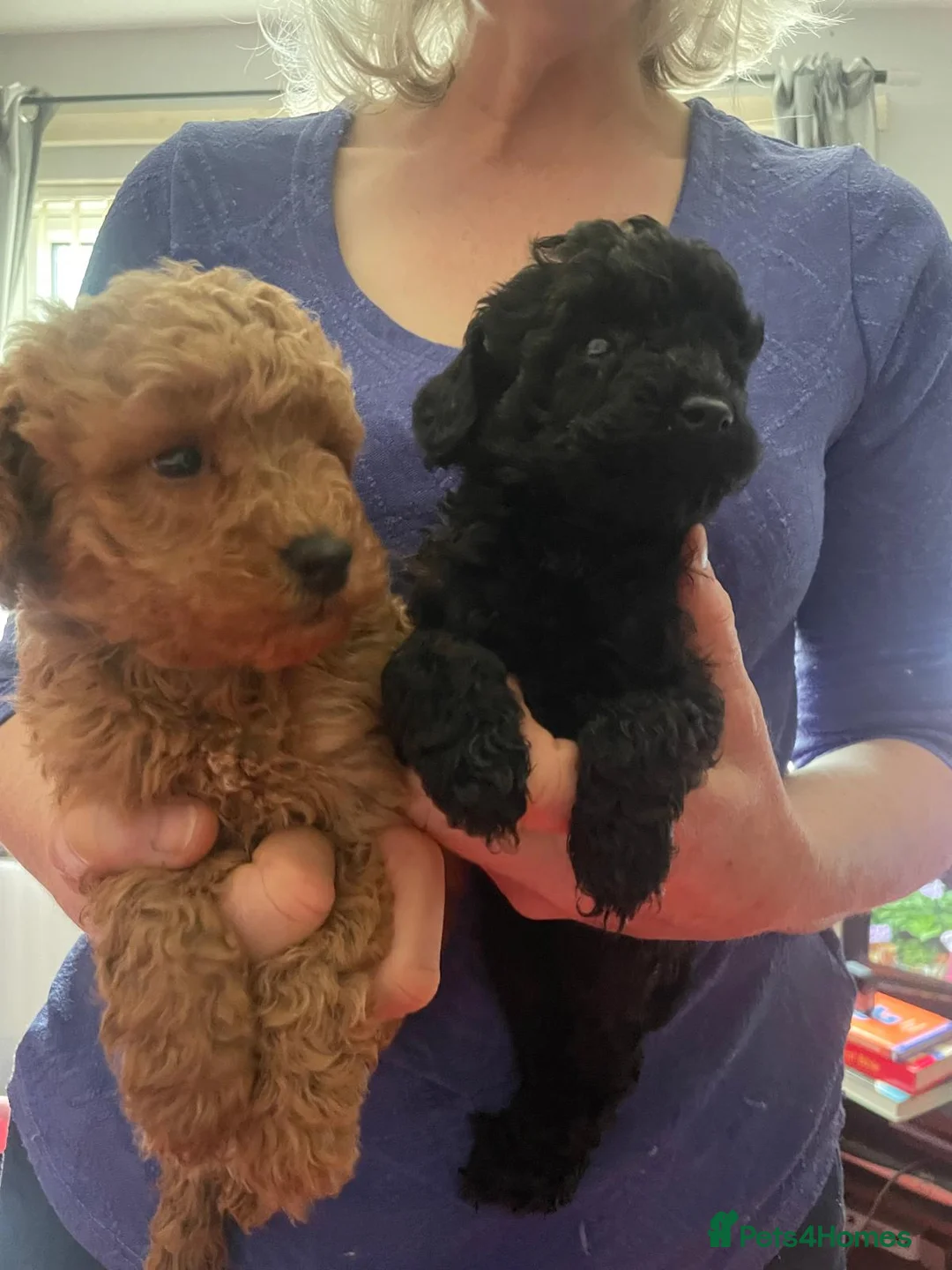 Toy Poodle dogs for sale: RKC registered Toy Poodle Pups - Advert 2