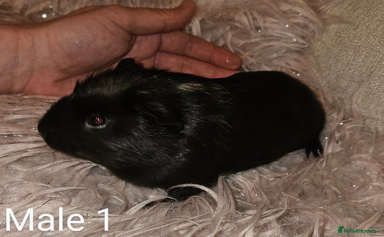Guinea Pig rodents - Advert 2