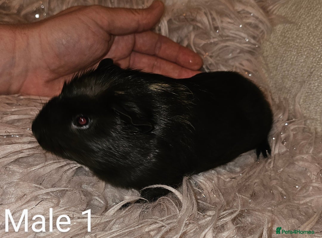Guinea Pig rodents for sale: 7 Week Old Baby Guinea Pigs - Image 1