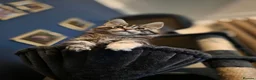 Maine Coon cats for sale: Five Beautiful Maine Coon Kittens - Advert 40
