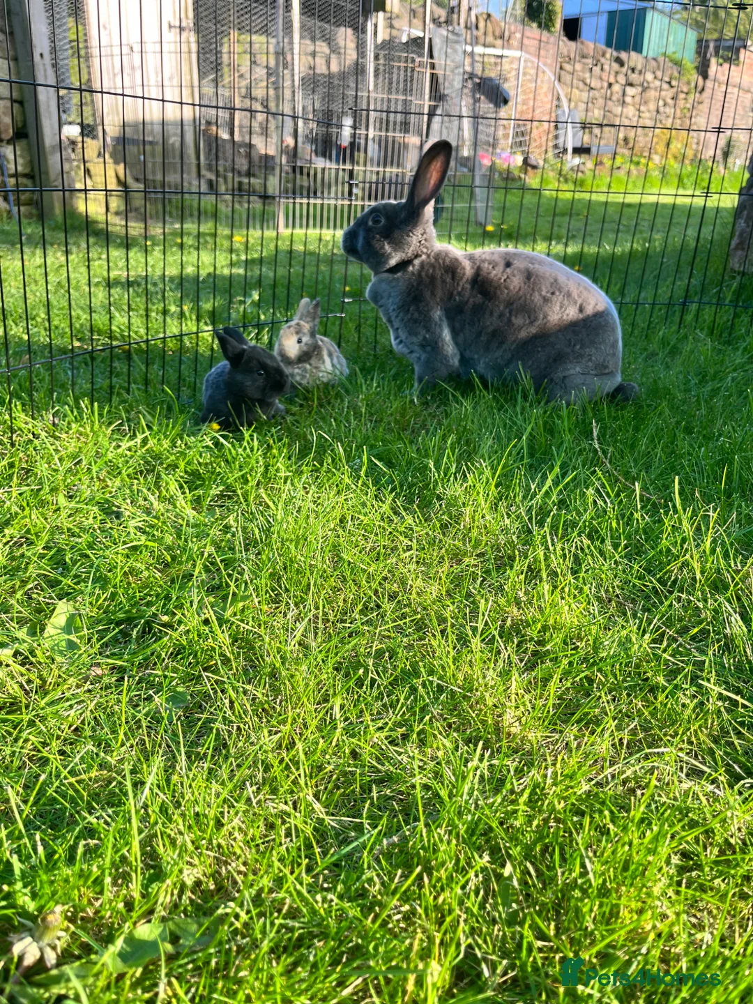 Mixed Breed rabbits for sale: Baby Rabbits Rex cross Lop in Stoke-on-Trent - Advert 2
