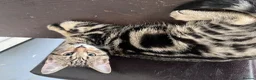 Mixed Breed cats for sale: 7 Stunning Mixed Breed Turkish Angora kittens - Advert 11