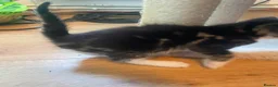 Mixed Breed cats for sale: 7 kitten  in Sheerness - Advert 5