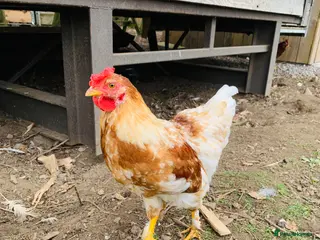 Chickens poultry Young Cockerell needs a home - Advert 2