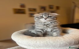 Scottish Fold cats for sale: Stunning long hair Scottish fold  - Image 1
