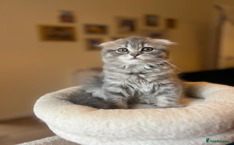 Scottish Fold cats - Advert 4