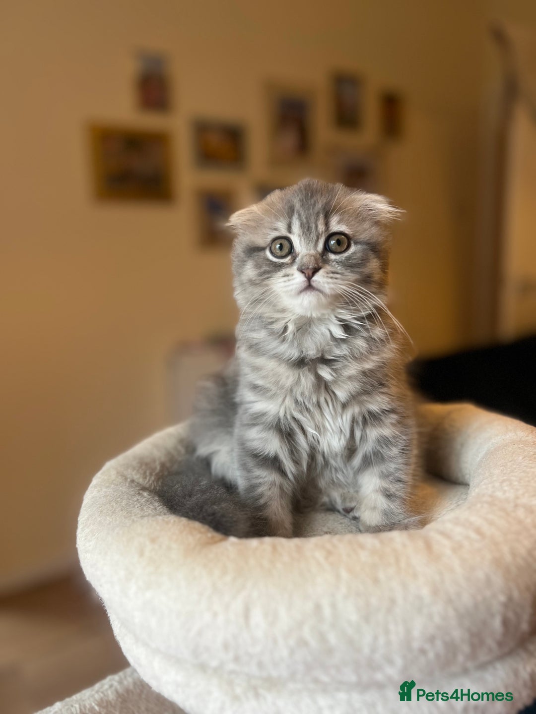 Scottish Fold cats for sale: Stunning long hair Scottish fold  - Image 1