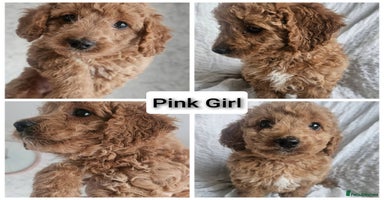 Mini Goldendoodle dogs - Advert 6