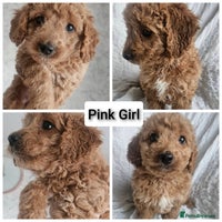 Mini Goldendoodle dogs - Advert 6