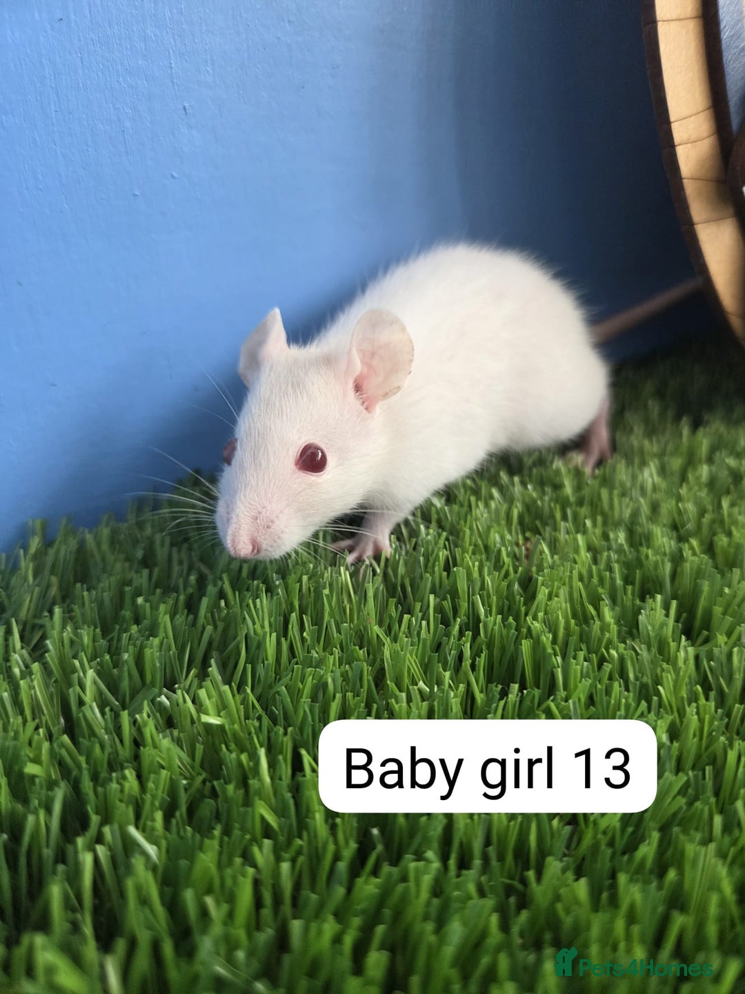 Rat rodents for sale: Baby Rats Girls Female Dwarf  - Image 9