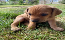 Mixed Breed dogs for sale: Italian Segugio/labrador Easter Love Affair - Image 3