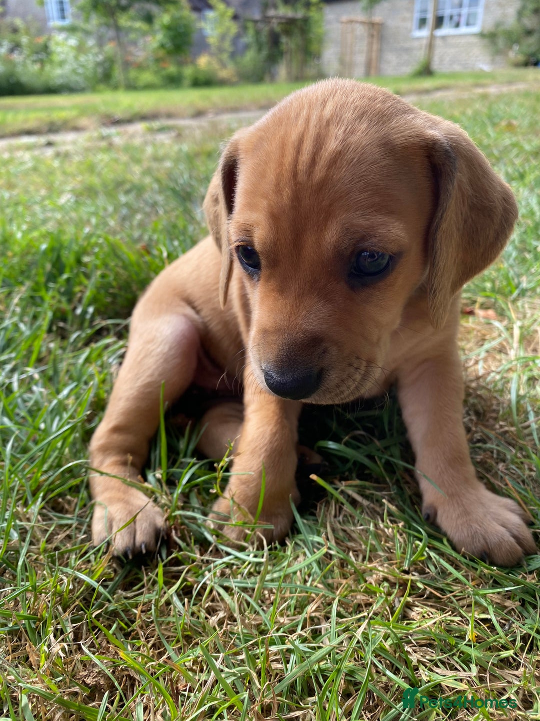 Mixed Breed dogs for sale: Italian Segugio/labrador Easter Love Affair - Image 3