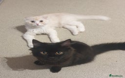 Mixed Breed cats for sale: Adorable Kittens♥️ - Image 6