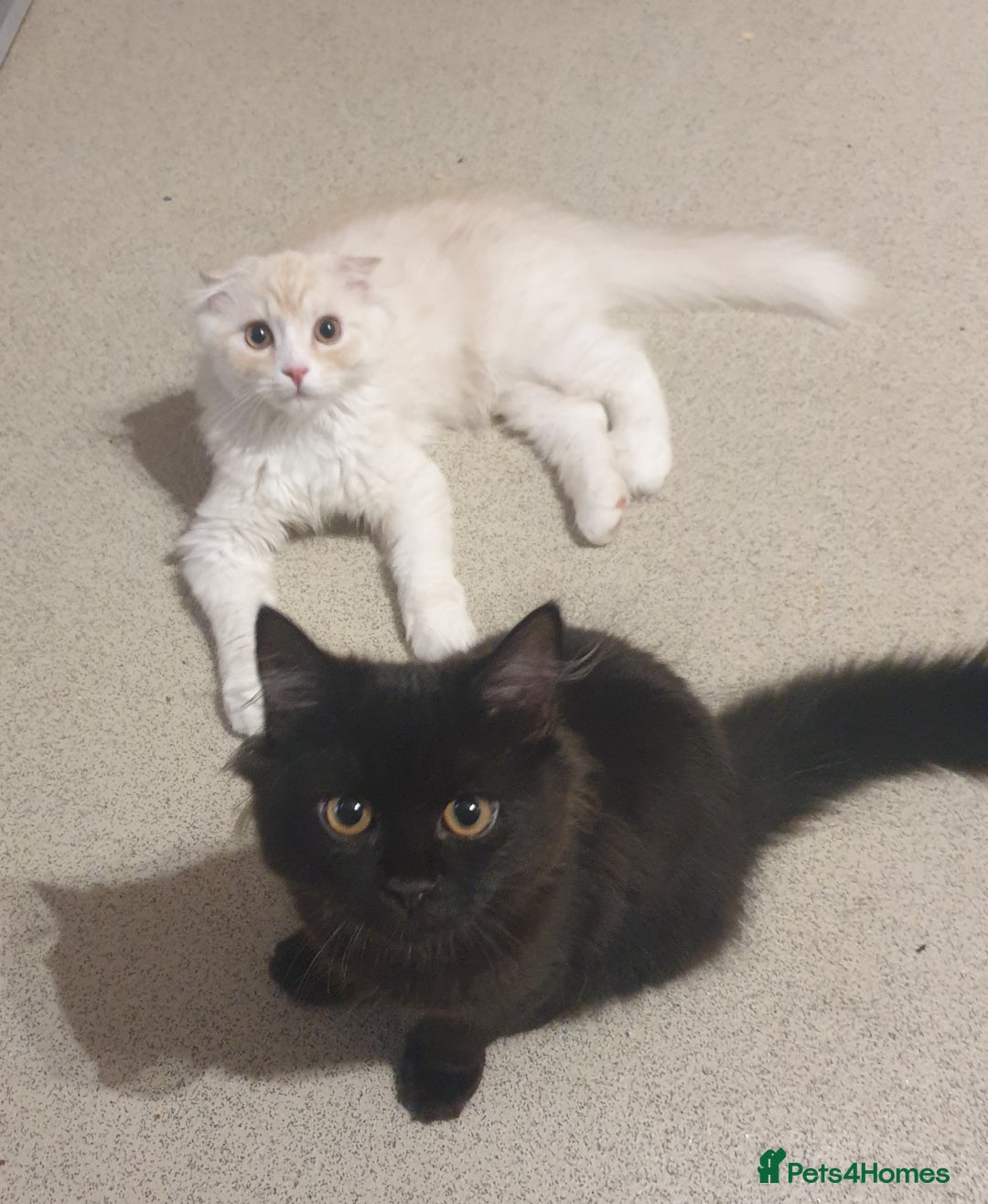 Mixed Breed cats for sale: Adorable Kittens♥️ - Image 6