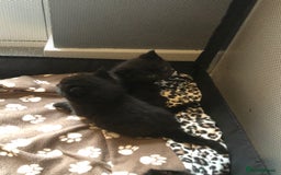 British Shorthair cats for sale: STUNNING AND LOVING BSH x DSH KITTENS - Image 30