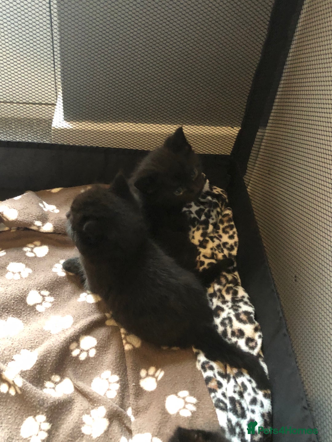British Shorthair cats for sale: STUNNING AND LOVING BSH x DSH KITTENS - Image 30