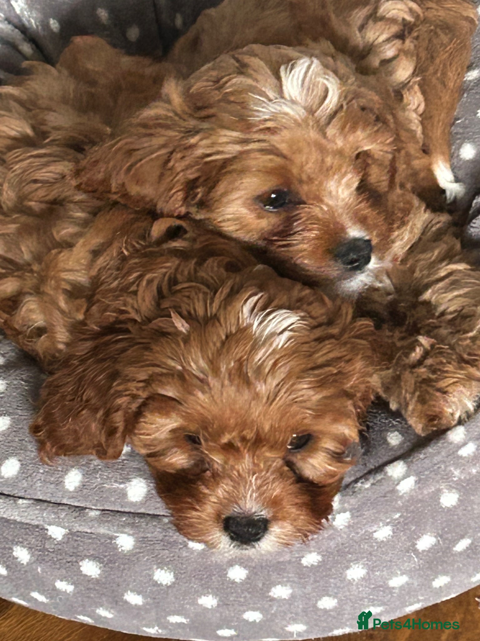 Cavapoo dogs Red health tested cavapoo girls  - Advert 18