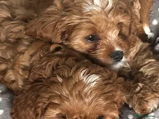 Cavapoo dogs Red health tested cavapoo girls - Advert 18