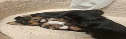 Yorkshire Terrier dogs for sale: Beautiful Yorkshire Terrier Puppies 2 Girls 3 Boys in Gateshead - Advert 6