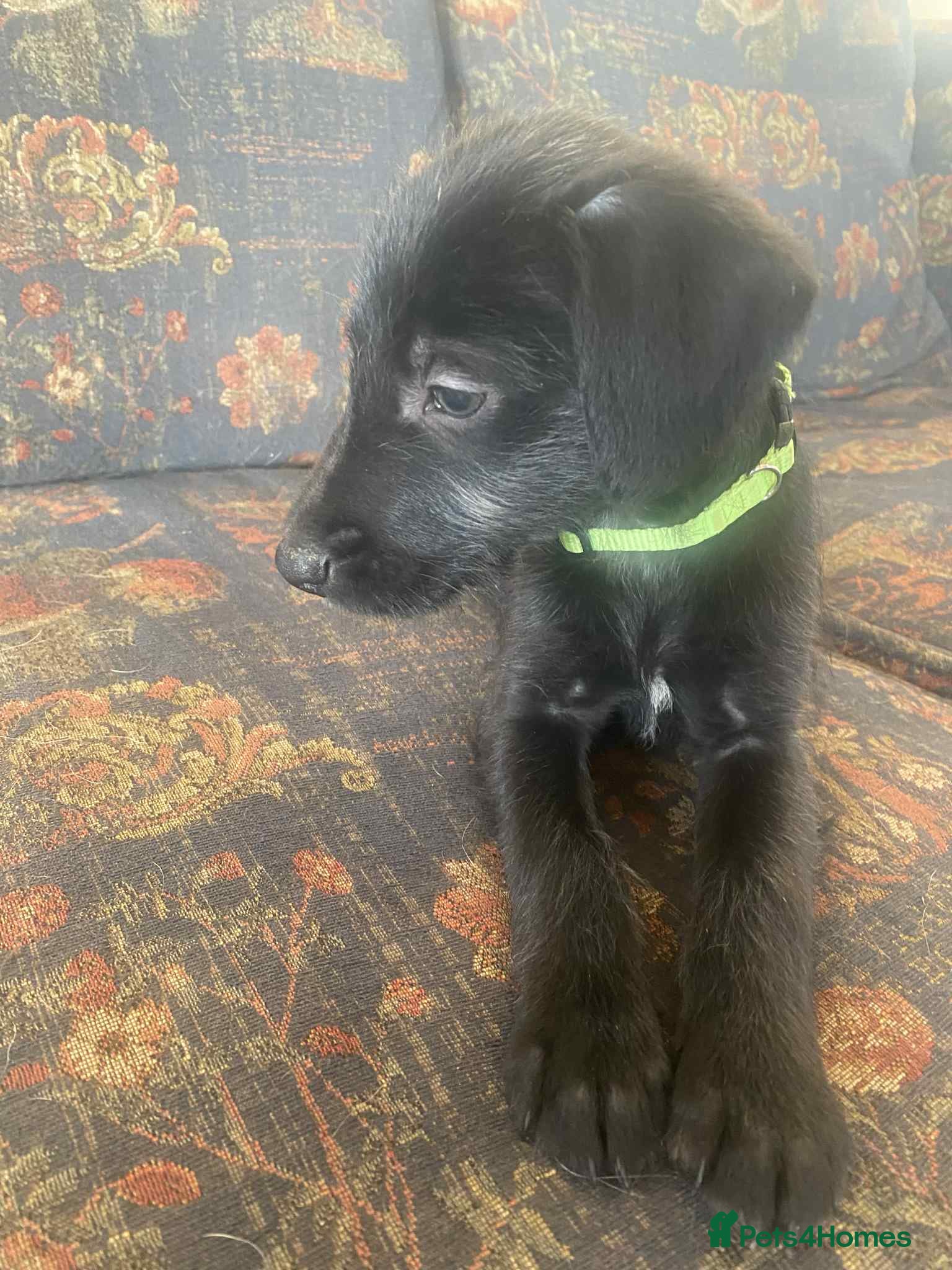 Mixed Breed dogs F1 BEDLINGTON X WHIPPETS - Advert 1