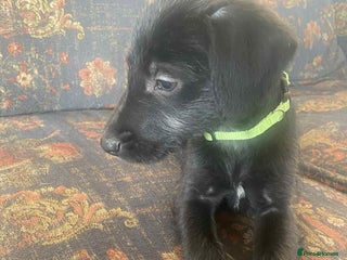 Mixed Breed dogs F1 BEDLINGTON X WHIPPETS - Advert 6