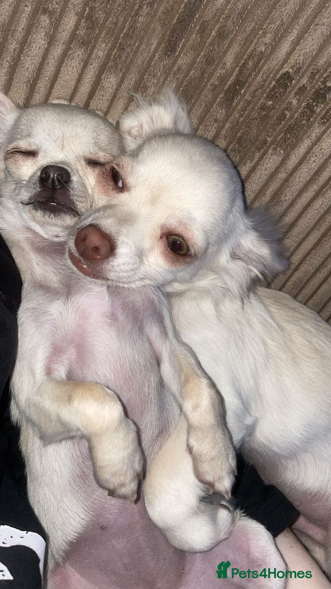 Chihuahua dogs for sale: Chihuahua pups, last of litter  - Advert 3