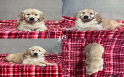 Golden Retriever dogs for sale: STUNNING GOLDEN RETRIEVER PUPPIES READY NOW - Image 16