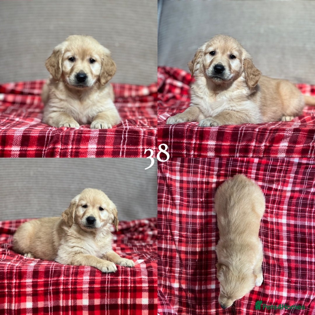 Golden Retriever dogs for sale: STUNNING GOLDEN RETRIEVER PUPPIES READY NOW - Image 16